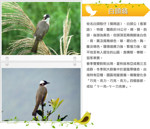 白頭翁示意圖