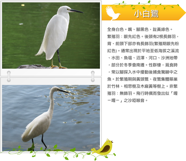 小白鷺  示意圖