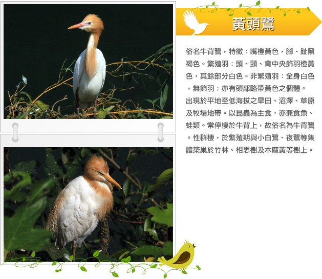 黃頭鷺 示意圖