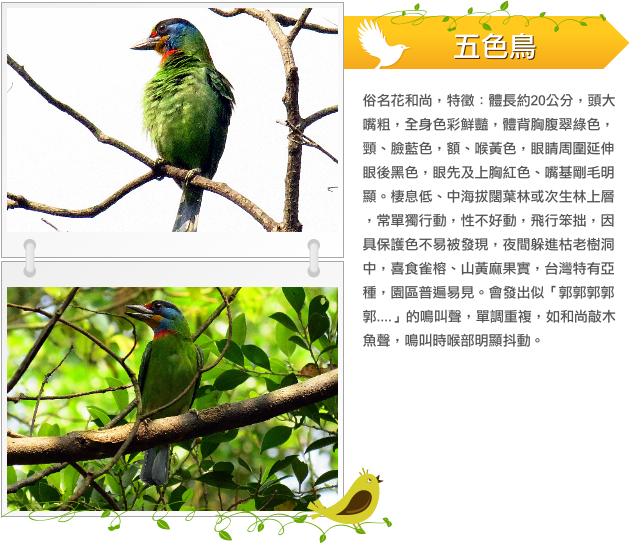 五色鳥示意圖