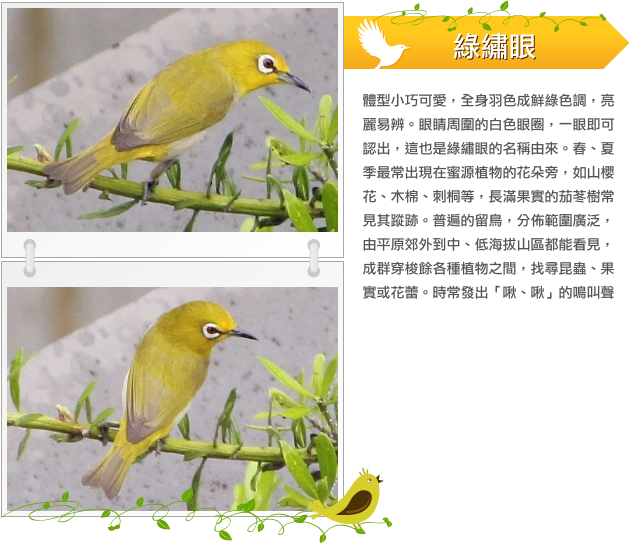 綠繡眼  示意圖