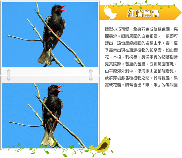 紅嘴黑鵯示意圖