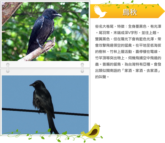 烏秋  示意圖