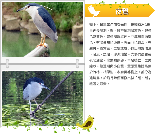 夜鷺 示意圖