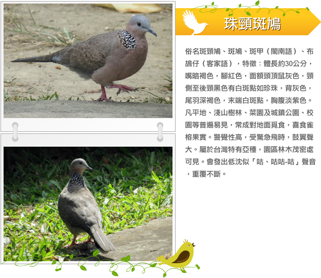 珠頸斑鳩  示意圖
