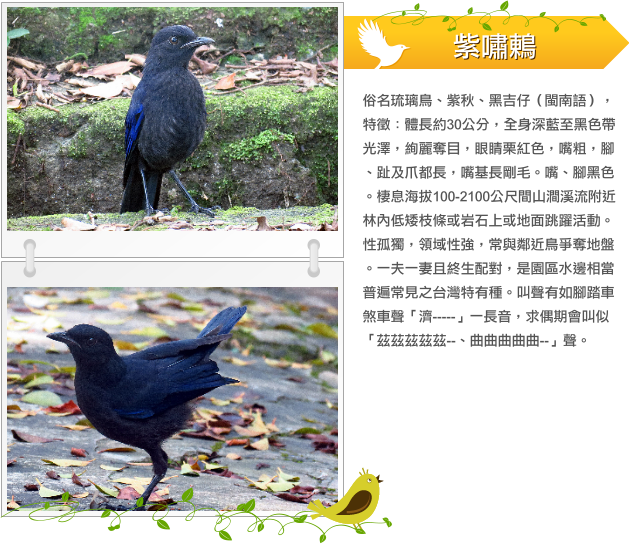 紫嘯鶇  示意圖