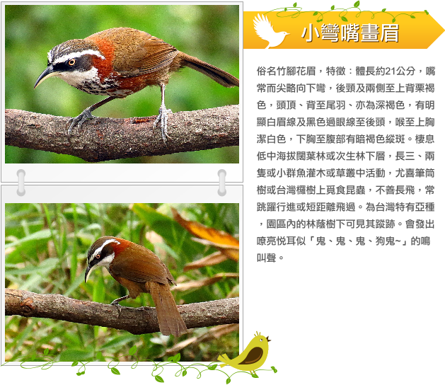 小彎嘴畫眉  示意圖
