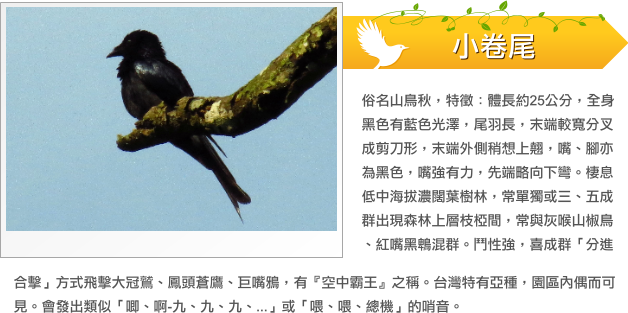 小卷尾示意圖