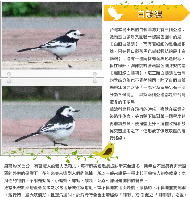 白鶺鴒 示意圖