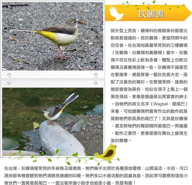 灰鶺鴒 示意圖