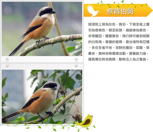 棕背伯勞 示意圖