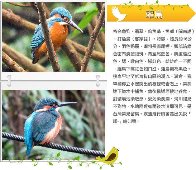 翠鳥  示意圖