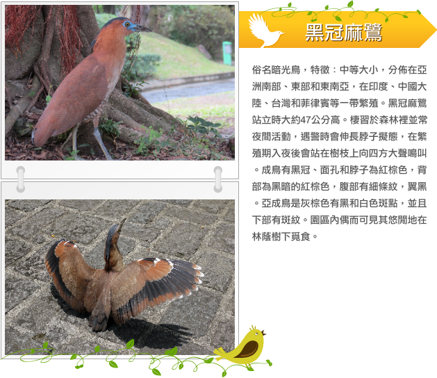 黑冠麻鷺  示意圖