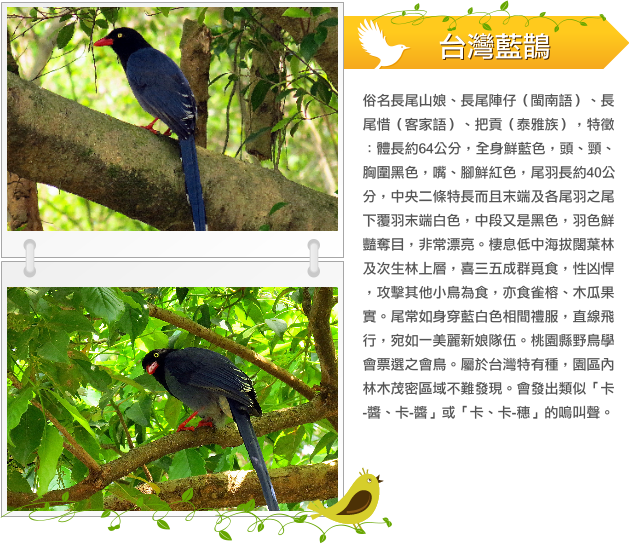 台灣藍鵲 示意圖