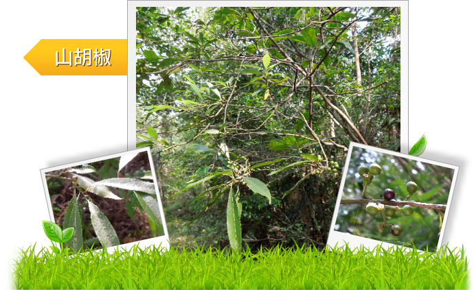 山胡椒  示意圖