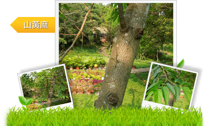 山黃麻示意圖