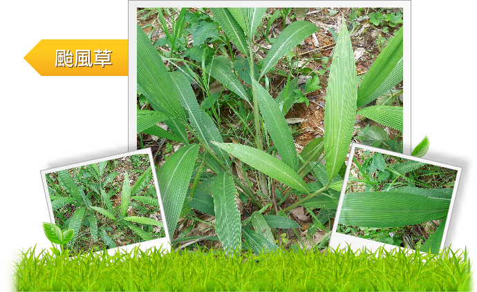 颱風草  示意圖