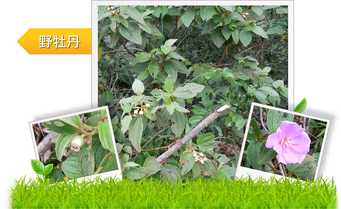 野牡丹示意圖