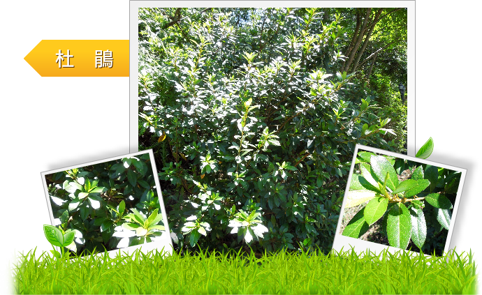 杜鵑  示意圖
