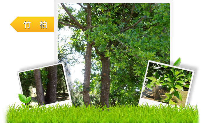 竹柏 示意圖