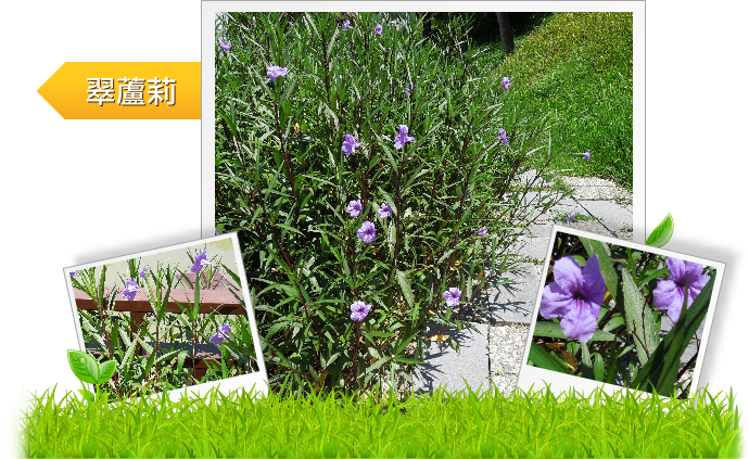 翠蘆莉  示意圖