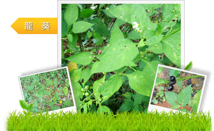 龍葵示意圖