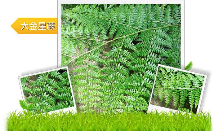 大金星蕨  示意圖
