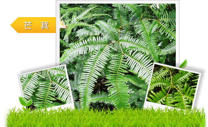 芒萁  示意圖