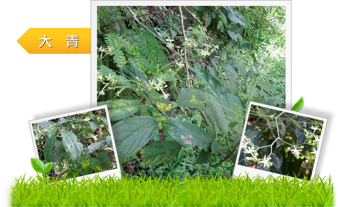 大青  示意圖