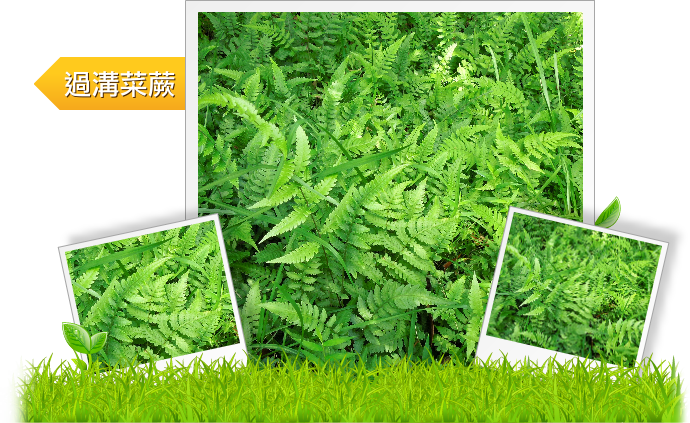 過溝菜蕨  示意圖