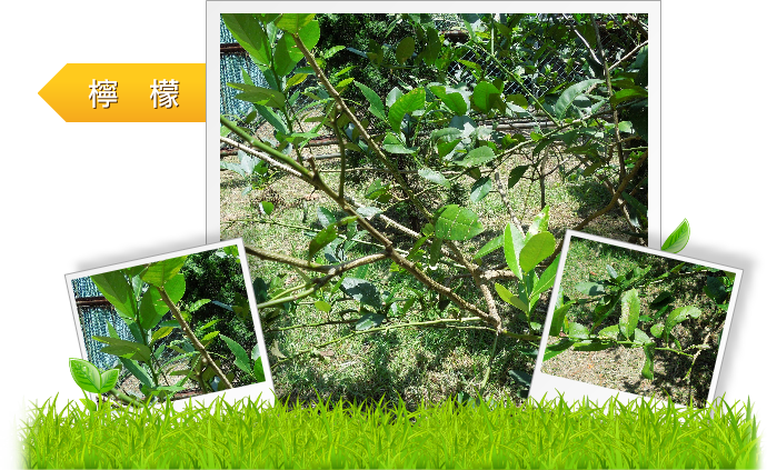 檸檬  示意圖